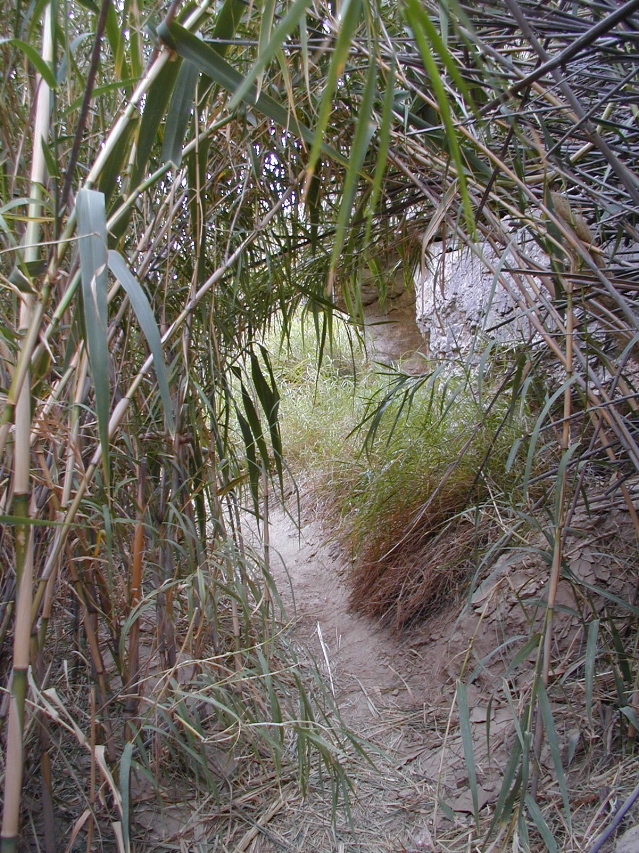 Boquillas Reeds