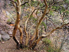 Texas Madrone 